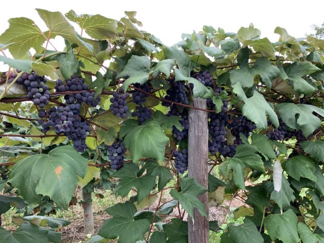 Were area's grapes processed on county machines?